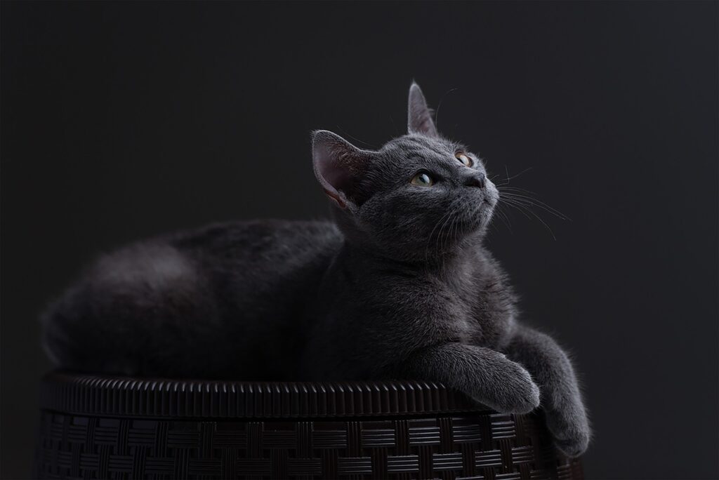 Russian Blue