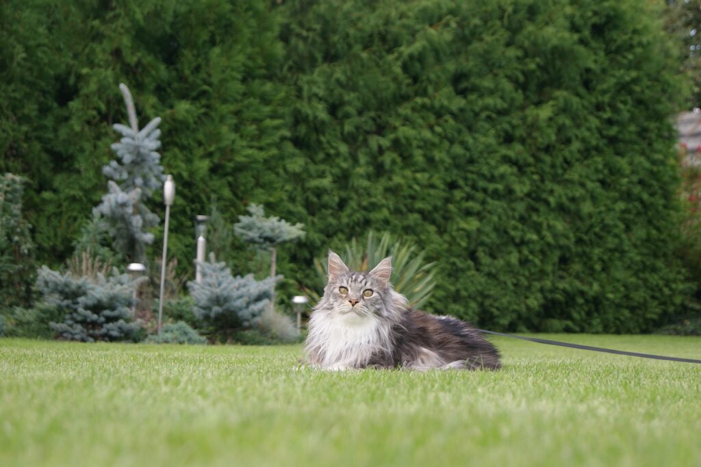 Maine Coon Size