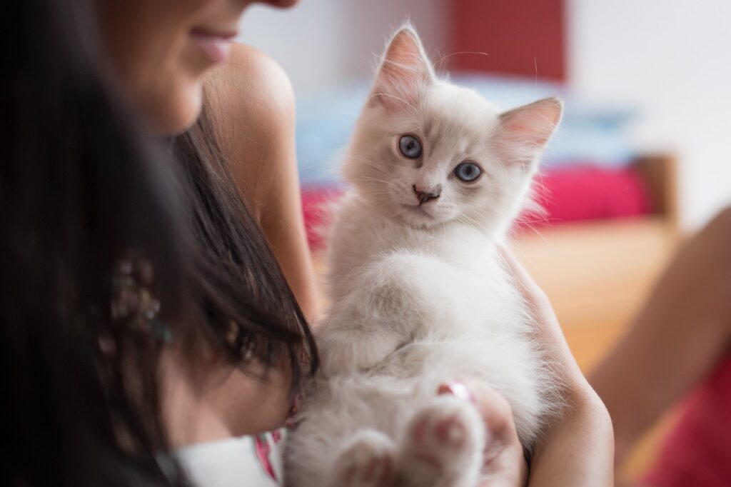 Ragdoll Cat